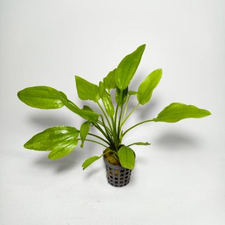 Echinodorus cordifolius plantas acuario