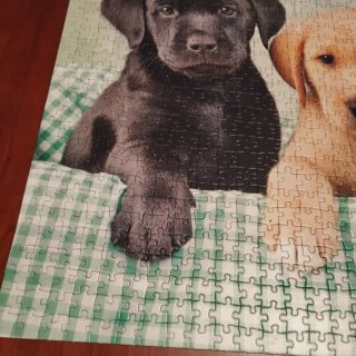 Puzzle Cachorros Labrador