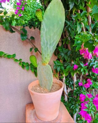 Nopal grande