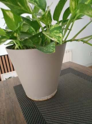 Planta Potus dé interior
