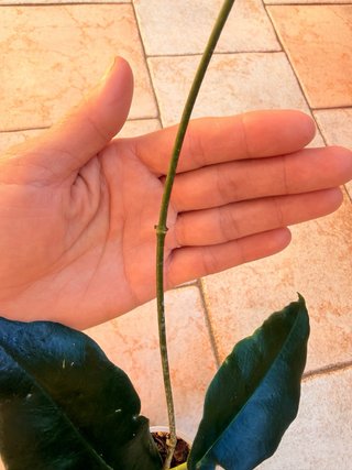 Hoya Kaimuki
