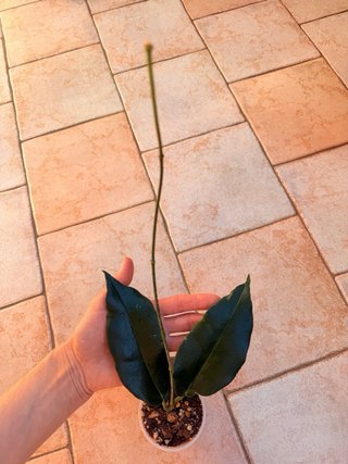 Hoya Kaimuki