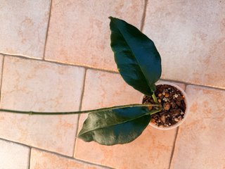 Hoya Kaimuki