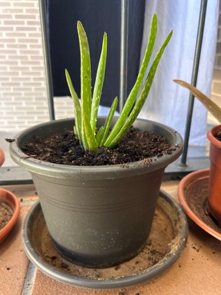 Planta Aloe Vera en Maceta