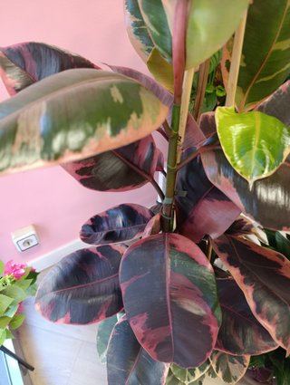 Ficus Robusta Hoja Variegata