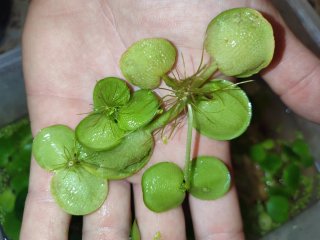Limnobium laevigatum