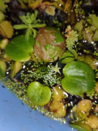 Limnobium laevigatum