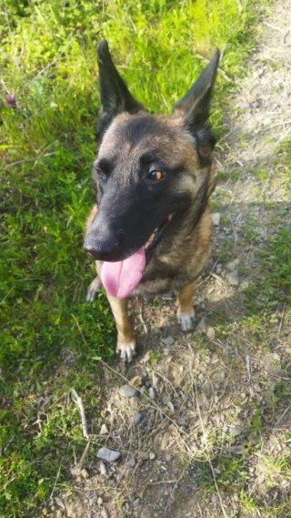 Cuidador de perros Dog Sitter