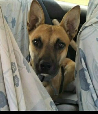 Cuidador de perros Dog Sitter