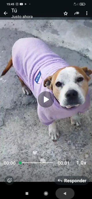 Cuidador de perros Dog Sitter