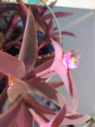 Planta morada en maceta Latón.