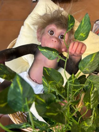 Bebé Reborn Mono Pelo Injertado