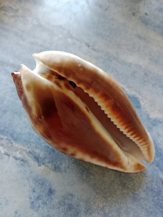 Caracola Zoila friendii friendi(escucho propuestas