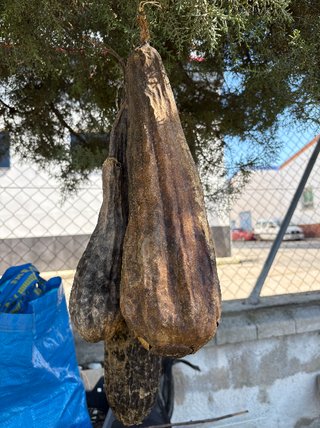 20 Semillas Luffa Gigante (Esponja Vegetal)
