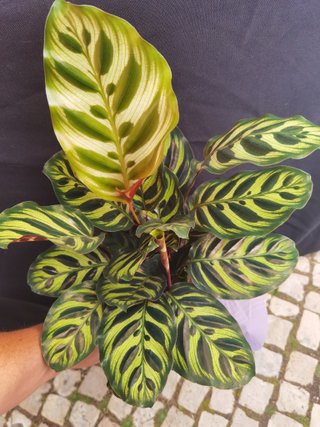 Planta Calathea