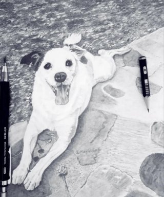 Retrato mascotas