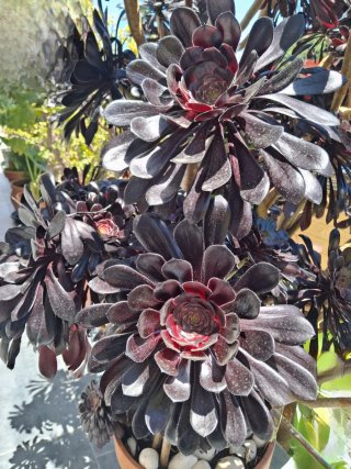 Plantón Suculenta Aeonium Negro