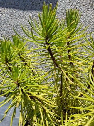 Plantones de suculentas hojas de pino