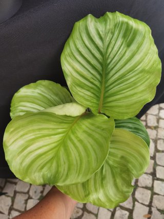 Planta Calathea Verde