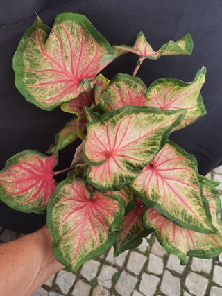 Planta Caladium Coração de Jesus