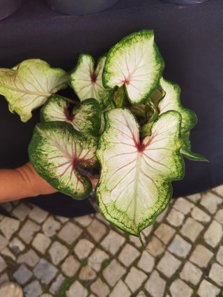 Planta interior Caladium Verde e Branco