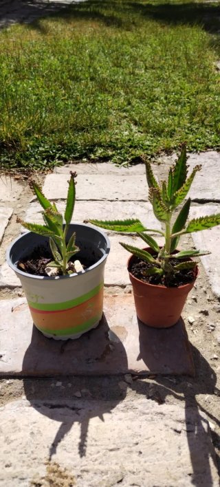 Planta Suculenta Kalanchoe Daigremontiana