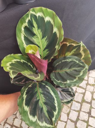 Planta Calathea Escura