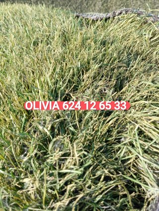Venta césped