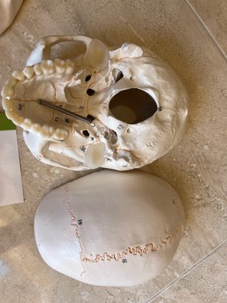 Maqueta Cráneo Humano 3 Partes Numerado