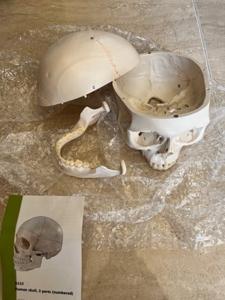 Maqueta Cráneo Humano 3 Partes Numerado