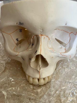 Maqueta Cráneo Humano 3 Partes Numerado