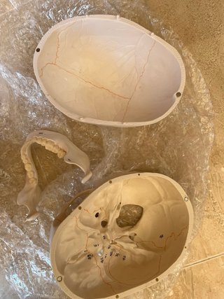 Maqueta Cráneo Humano 3 Partes Numerado