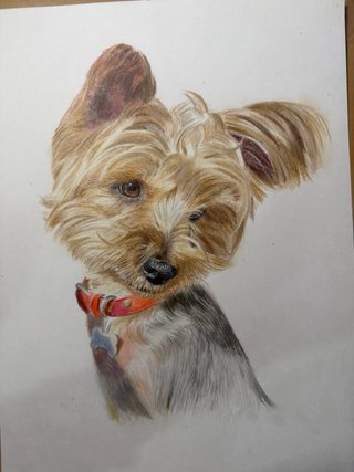 Dibujos de mascota