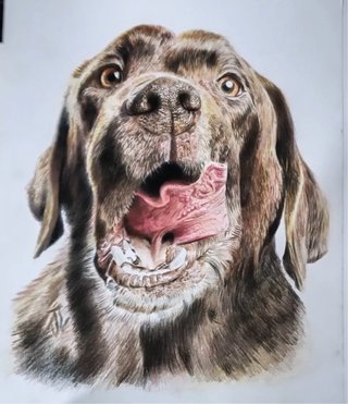 Dibujos de mascota