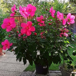 Hibiscos resistente al frío y calor