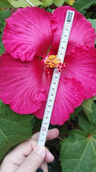 Hibiscos resistente al frío y calor