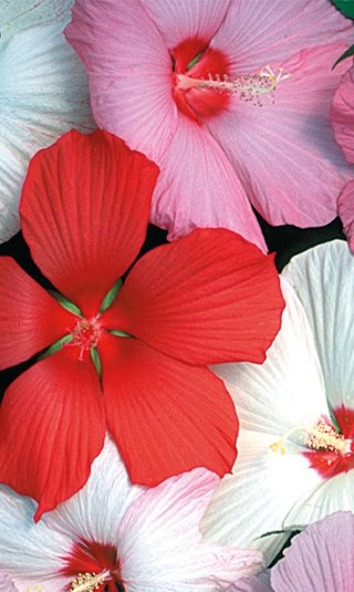 Hibiscos resistente al frío y calor