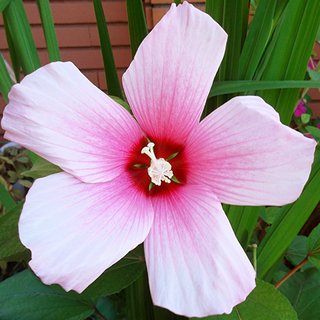Hibiscos resistente al frío y calor