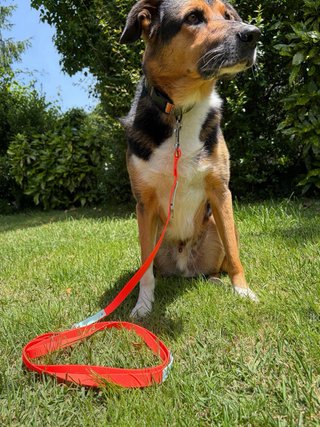Correa Multiposición de PVC para perros