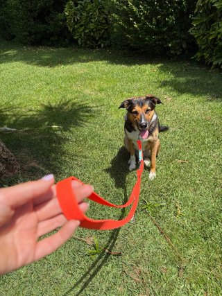 Correa Multiposición de PVC para perros