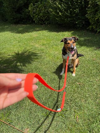 Correa Multiposición de PVC para perros