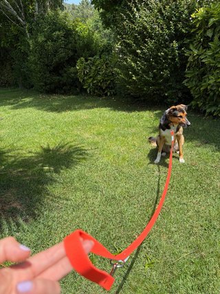 Correa Multiposición de PVC para perros