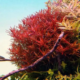 Pack Plantas Acuario Rojas