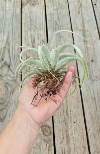 Tillandsia