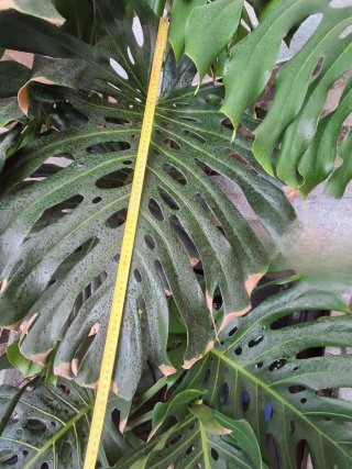 Plantón Monstera Deliciosa