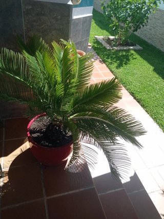 Planta Cica en maceta.