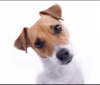 Cuidador canino