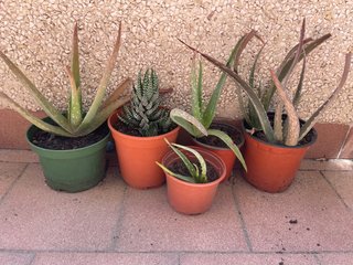 5 Aloe y 1 Cactus en Maceta