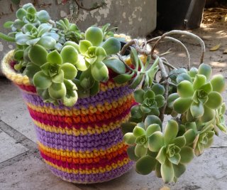 Aeonium haworthii kiwi madura en maceta crochet.