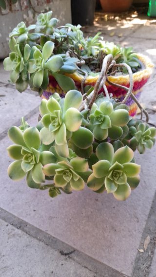 Aeonium haworthii kiwi madura en maceta crochet.